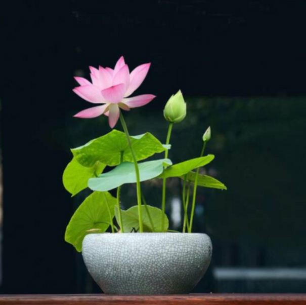 Lotus Flower Seeds (Pack Of 1) (100 Seeds)