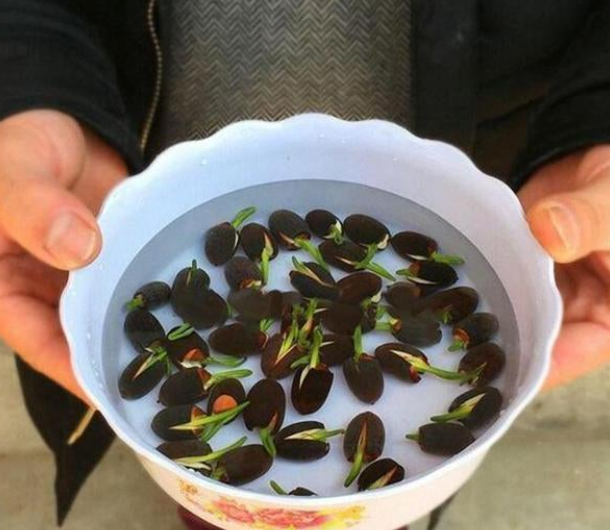 Lotus Flower Seeds (Pack Of 1) (100 Seeds)