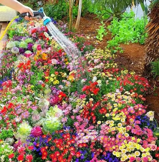 Varieties of Flower Seeds (Pack of 100) + Free Plant Growth Supplement