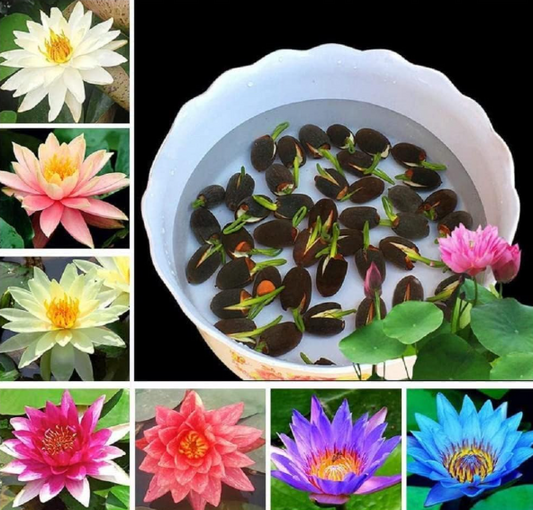 Lotus Flower Seeds (Pack Of 1) (100 Seeds)
